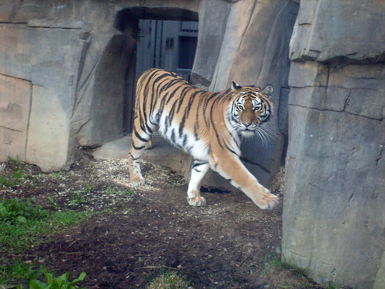 Sibirische Tigerin Mymoza im Zoologischen Garten Wuppertal am 31. März 2010