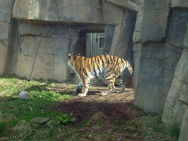 Sibirische Tigerin Mymoza im Zoo Wuppertal am 31. März 2010