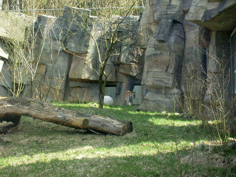 Sibirische Tigerkatze Mymoza im Wuppertaler Zoo am 31. März 2010