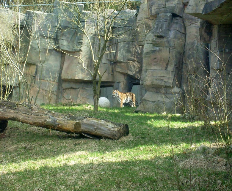 Sibirische Tigerin Mymoza im Zoologischen Garten Wuppertal am 31. März 2010