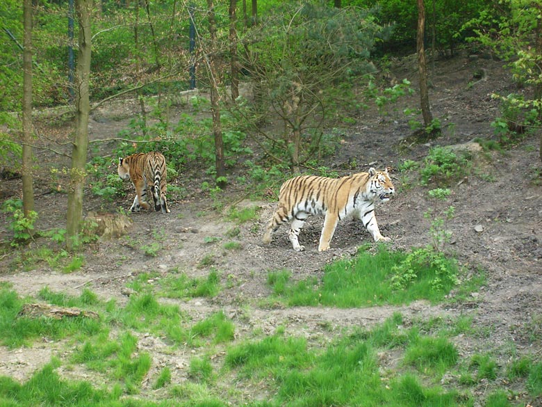 Sibirische Tiger im Zoologischen Garten Wuppertal am 30. April 2010