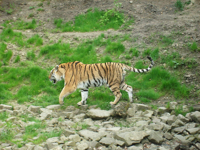 Sibirischer Tiger im Zoologischen Garten Wuppertal am 30. April 2010