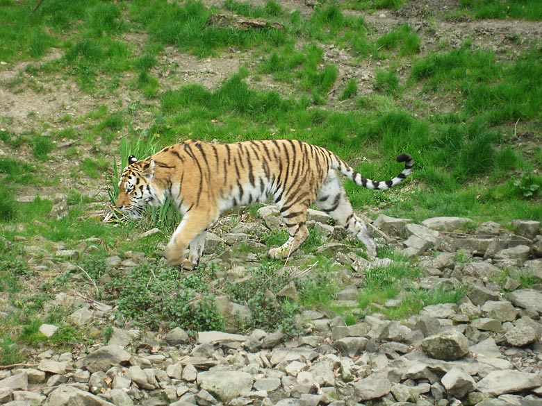 Sibirischer Tiger im Zoo Wuppertal am 30. April 2010