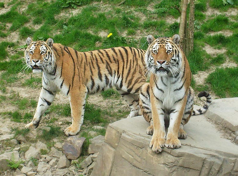 Sibirische Tiger im Zoo Wuppertal am 30. April 2010