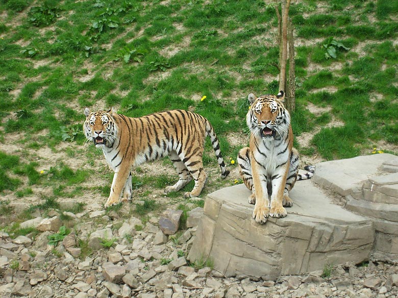 Sibirische Tiger im Wuppertaler Zoo am 30. April 2010