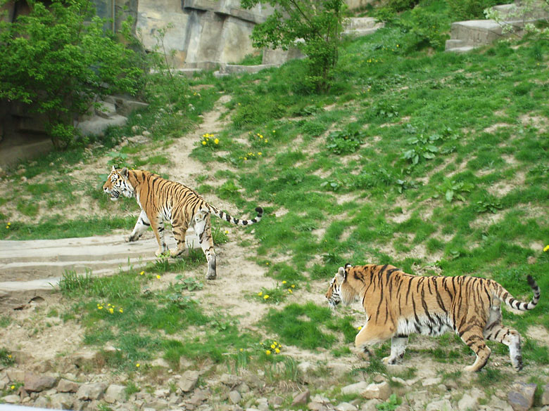 Sibirische Tiger im Zoologischen Garten Wuppertal am 30. April 2010