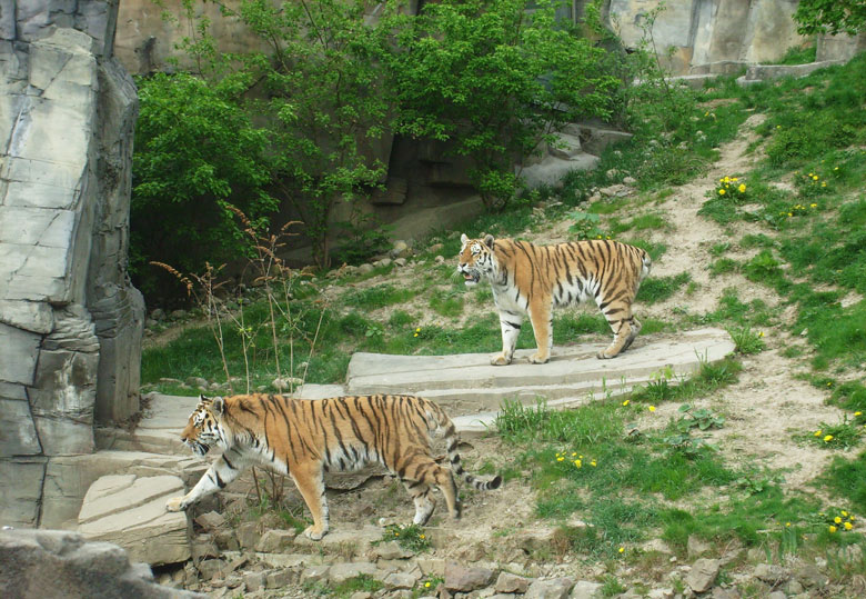 Sibirische Tiger im Wuppertaler Zoo am 30. April 2010