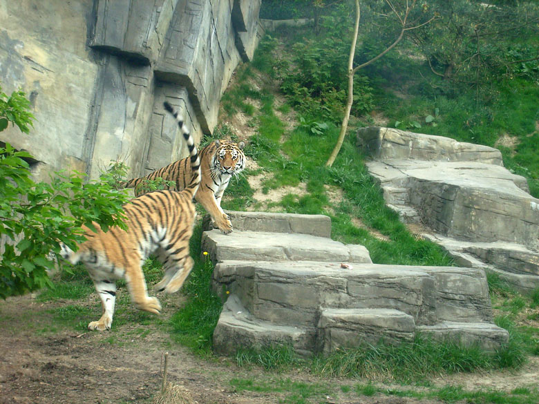 Sibirische Tiger im Zoologischen Garten Wuppertal am 30. April 2010