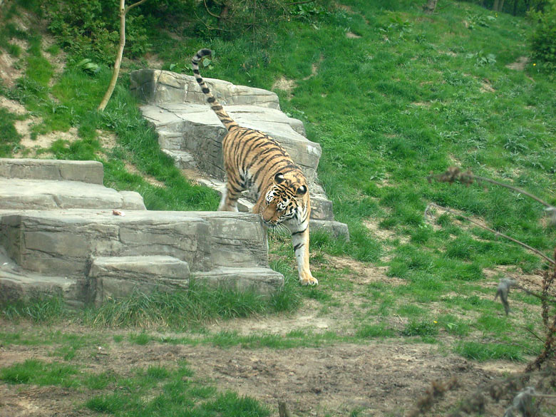 Sibirischer Tiger im Wuppertaler Zoo am 30. April 2010