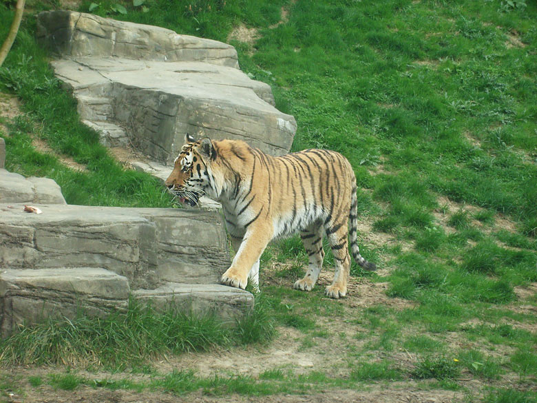 Sibirischer Tiger im Wuppertaler Zoo am 30. April 2010