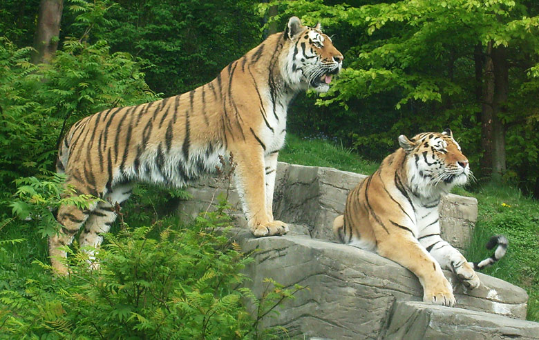Sibirische Tiger im Wuppertaler Zoo am 9. Mai 2010