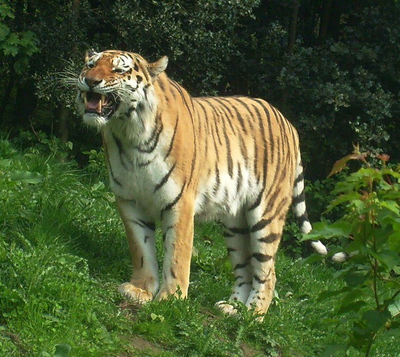 Sibirischer Tiger im Wuppertaler Zoo am 9. Mai 2010