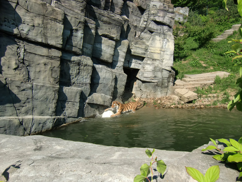 Sibirischer Tiger im Zoo Wuppertal am 3. Juni 2010