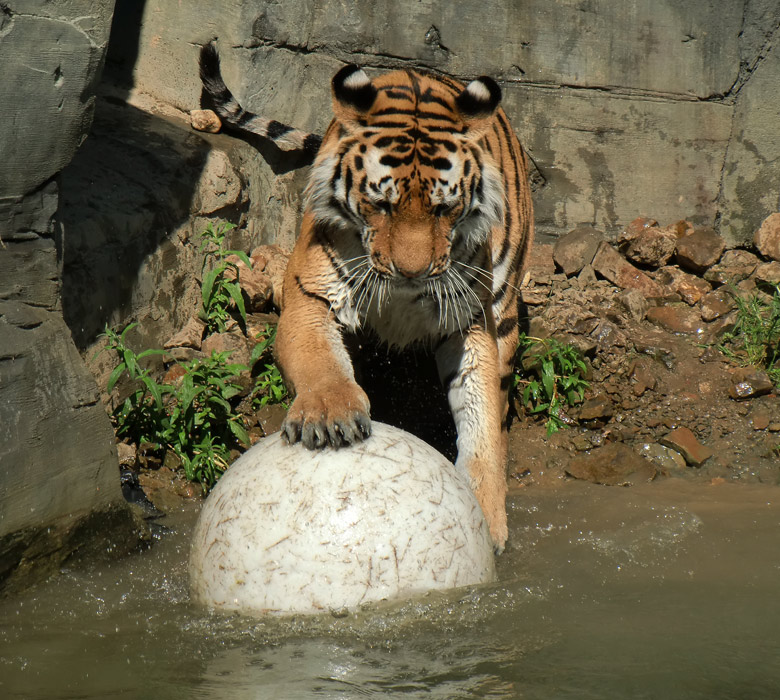 Sibirischer Tiger im Zoologischen Garten Wuppertal am 3. Juni 2010