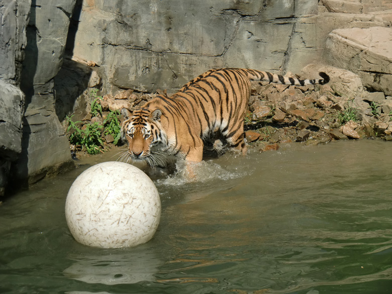 Sibirischer Tiger im Wuppertaler Zoo am 3. Juni 2010