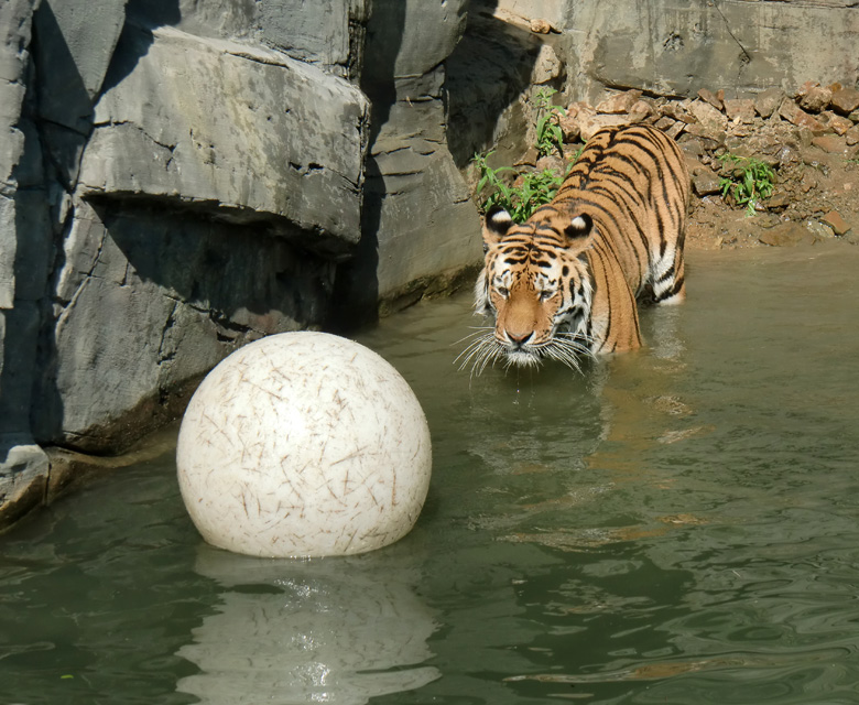 Sibirischer Tiger im Zoo Wuppertal am 3. Juni 2010