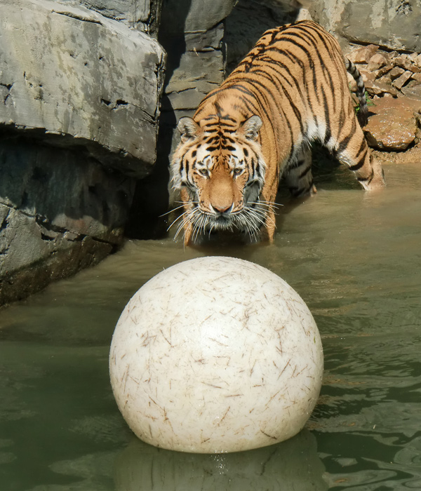 Sibirischer Tiger im Wuppertaler Zoo im Juni 2010