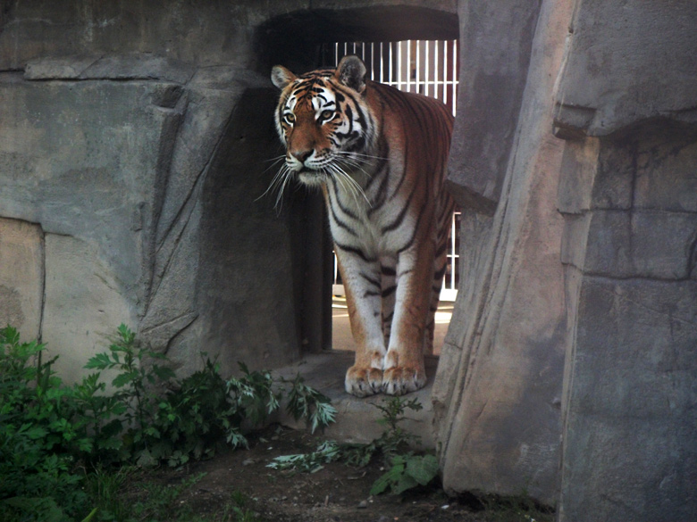 Sibirische Tigerkatze Mymoza im Wuppertaler Zoo am 4. September 2010