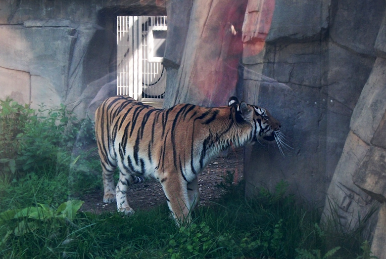 Sibirische Tigerin Mymoza im Zoo Wuppertal am 4. September 2010