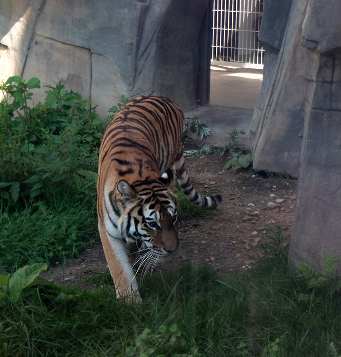 Sibirische Tigerin Mymoza im Zoologischen Garten Wuppertal am 4. September 2010