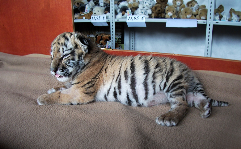 Sibirisches Tigerbaby Tschuna im Zoologischen Garten Wuppertal am 10. September 2010