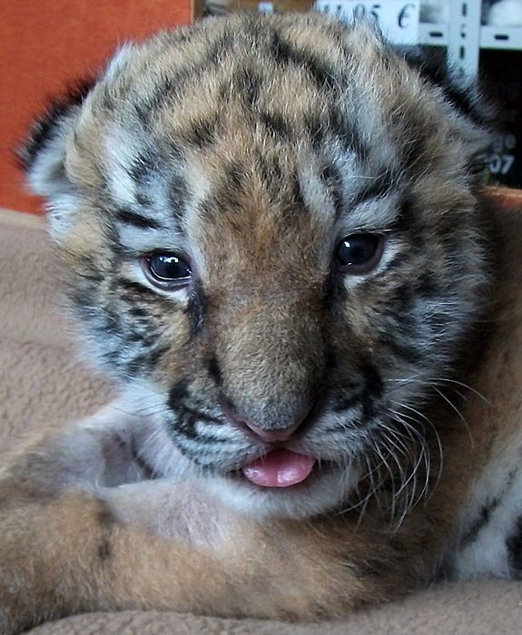 Sibirisches Tigerbaby Tschuna im Zoo Wuppertal am 10. September 2010