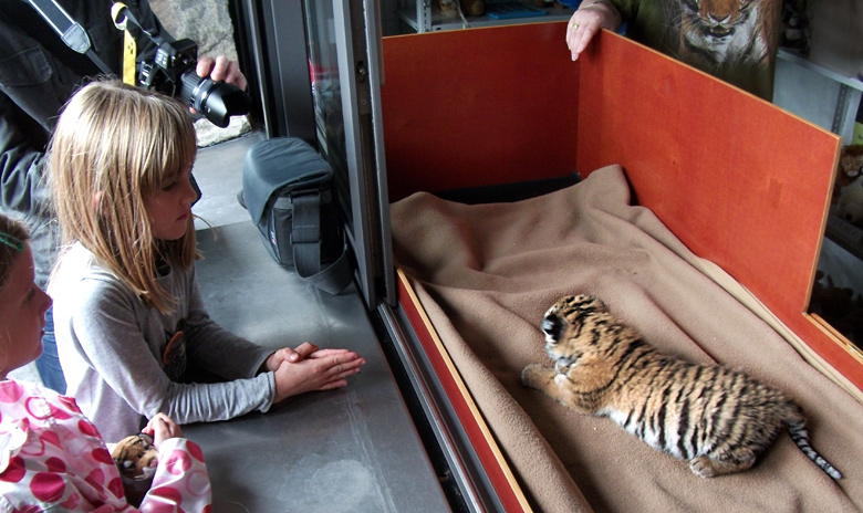 Sibirisches Tigerbaby Tschuna im Wuppertaler Zoo am 10. September 2010