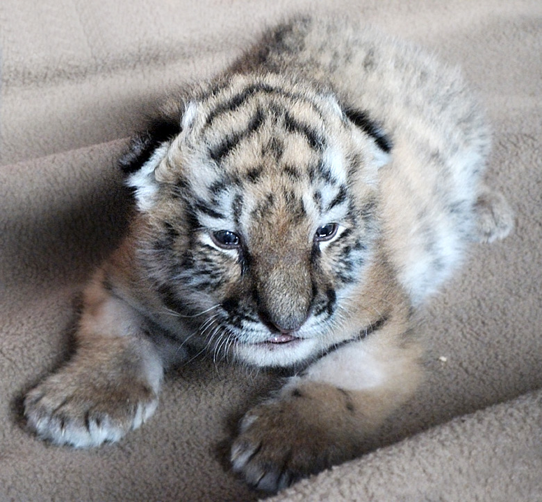 Sibirisches Tigerbaby Tschuna im Wuppertaler Zoo am 10. September 2010