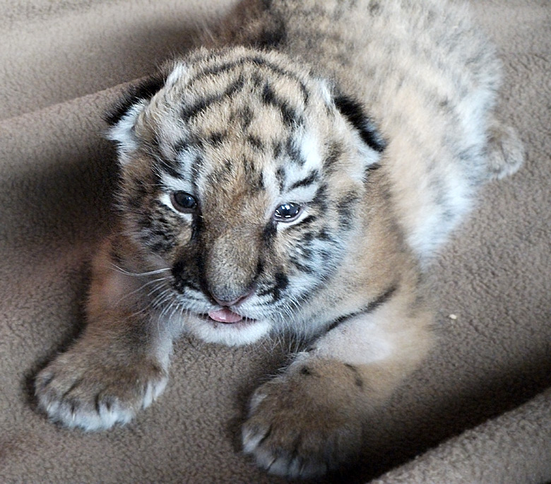 Sibirisches Tigerbaby Tschuna im Zoologischen Garten Wuppertal am 10. September 2010