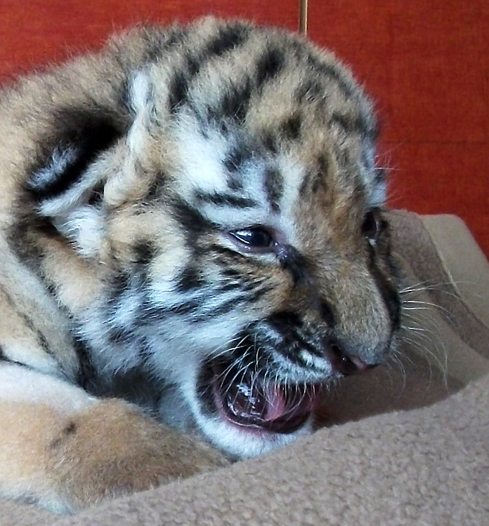 Sibirisches Tigerbaby Tschuna im Wuppertaler Zoo am 10. September 2010