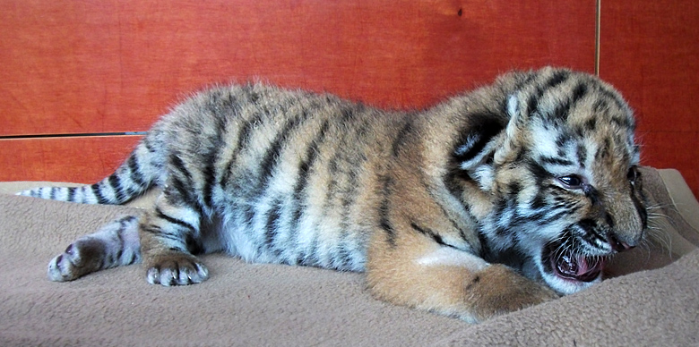 Sibirisches Tigerbaby Tschuna im Zoo Wuppertal am 10. September 2010