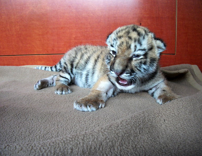 Sibirisches Tigerbaby Tschuna im Zoologischen Garten Wuppertal am 10. September 2010