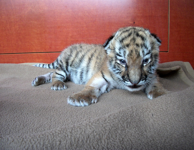 Sibirisches Tigerbaby Tschuna im Zoo Wuppertal am 10. September 2010