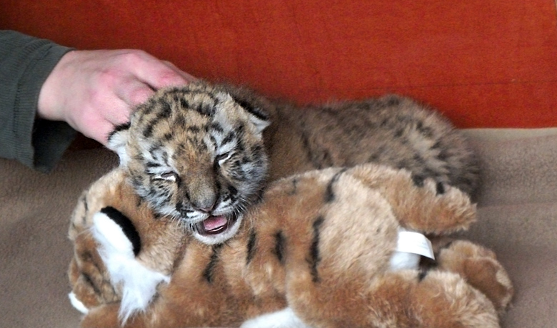 Sibirisches Tigerbaby Tschuna im Wuppertaler Zoo am 10. September 2010