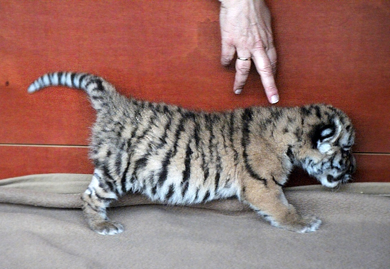 Sibirisches Tigerbaby Tschuna im Zoologischen Garten Wuppertal am 10. September 2010