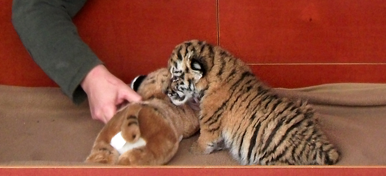 Sibirisches Tigerbaby Tschuna im Wuppertaler Zoo am 10. September 2010