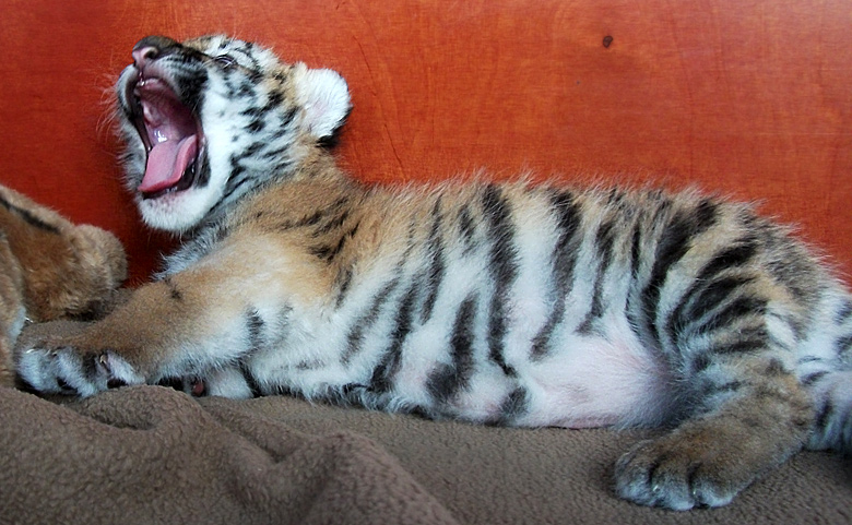 Sibirisches Tigerbaby Tschuna im Zoo Wuppertal am 20. September 2010