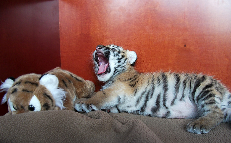 Sibirisches Tigerbaby Tschuna im Zoologischen Garten Wuppertal am 20. September 2010