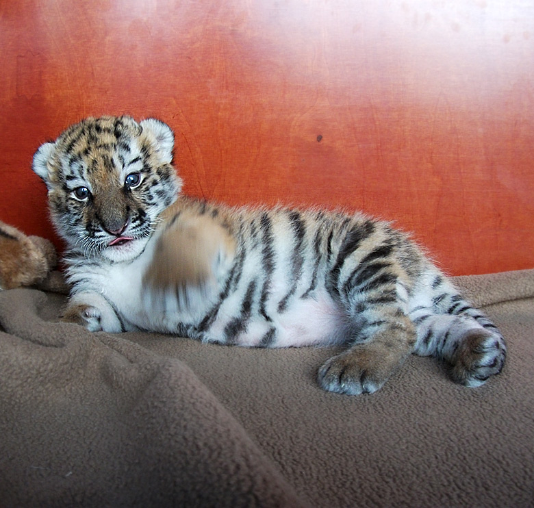 Sibirisches Tigerbaby Tschuna im Wuppertaler Zoo am 20. September 2010