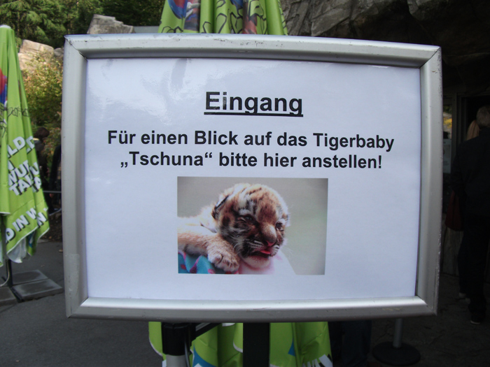 Sibirisches Tigerbaby Tschuna im Wuppertaler Zoo am 20. September 2010