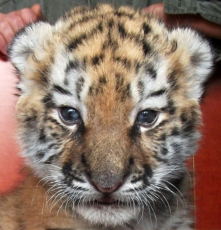 Sibirisches Tigerbaby Tschuna im Zoologischen Garten Wuppertal am 20. September 2010