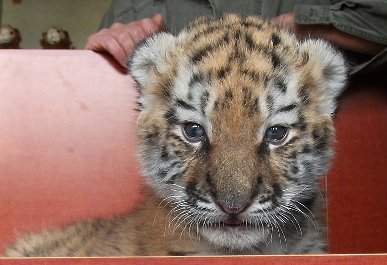 Sibirisches Tigerbaby Tschuna im Wuppertaler Zoo am 20. September 2010