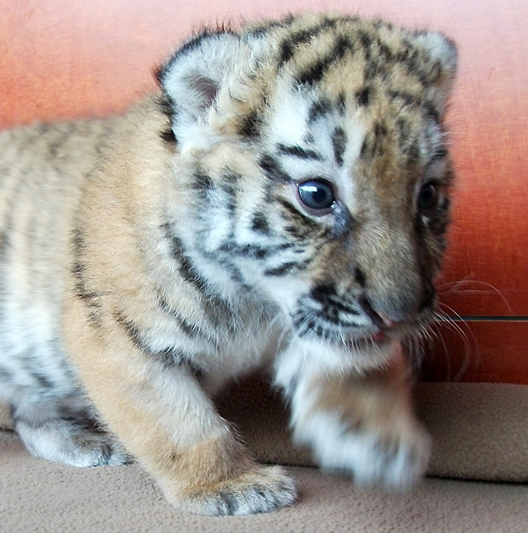 Sibirisches Tigerbaby Tschuna im Wuppertaler Zoo am 20. September 2010