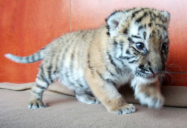 Sibirisches Tigerbaby Tschuna im Zoo Wuppertal am 20. September 2010