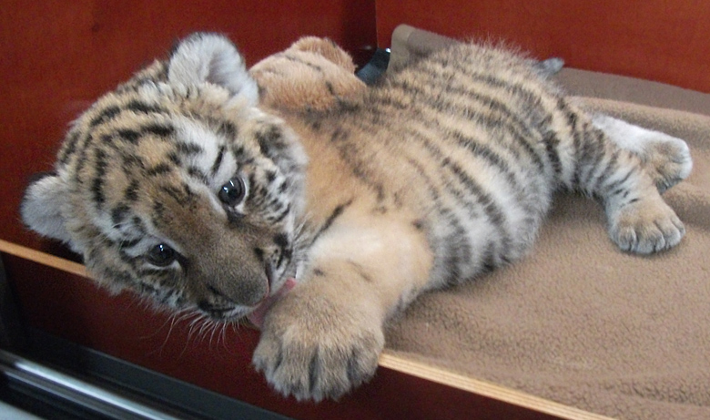 Sibirisches Tigerbaby Tschuna im Zoologischen Garten Wuppertal am 27. September 2010