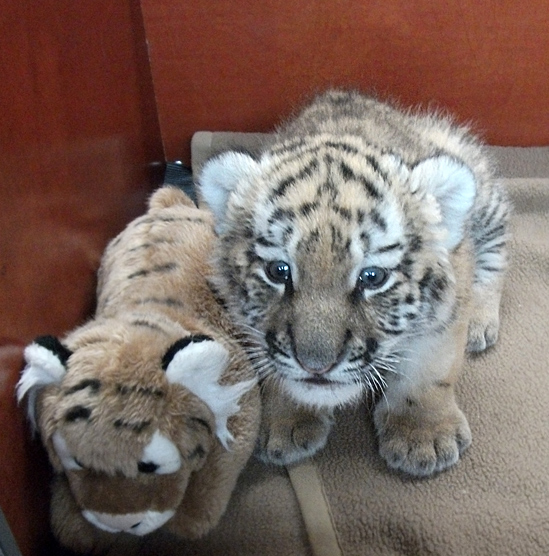 Sibirisches Tigerbaby Tschuna im Wuppertaler Zoo am 27. September 2010