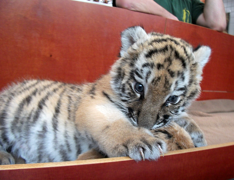 Sibirisches Tigerbaby Tschuna im Zoo Wuppertal am 27. September 2010