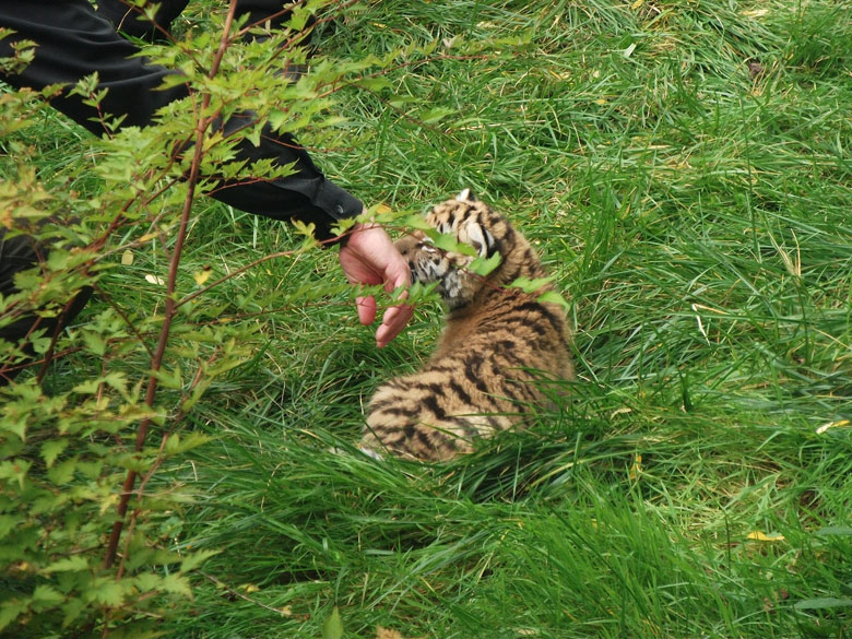 Sibirisches Tigerbaby Tschuna im Wuppertaler Zoo am 6. Oktober 2010