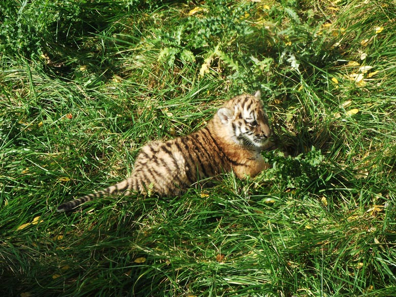 Sibirisches Tigerbaby Tschuna im Wuppertaler Zoo am 6. Oktober 2010