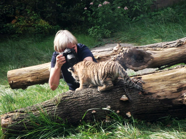 Sibirisches Tigerbaby Tschuna im Zoo Wuppertal am 6. Oktober 2010